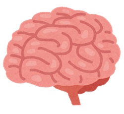 人間の思考を司る臓器「脳」